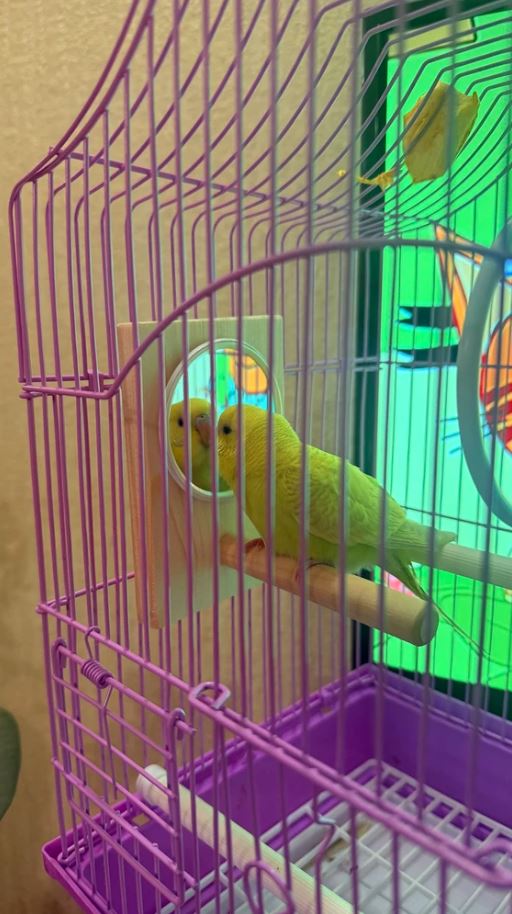 مرآة تفاعلية ذكية للعصافير مع مجثم خشبي طبيعي